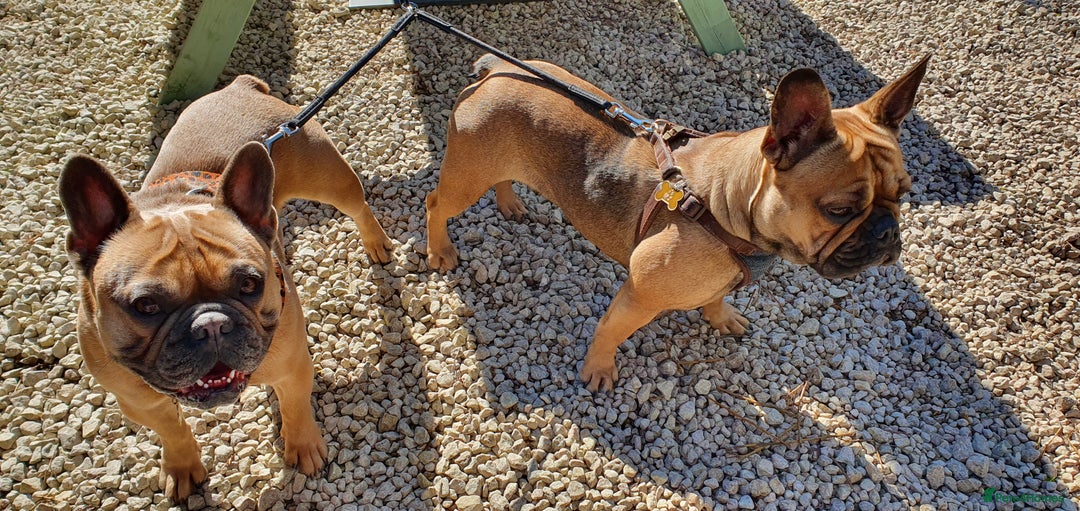 French Bulldog dogs for sale: 4 Chunky Male French Bulldogs - Image 15