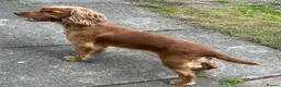 Cocker Spaniel dogs for sale: KC GOLDEN WORKING COCKERS HEALTH TESTED PARENTS !! - Advert 18
