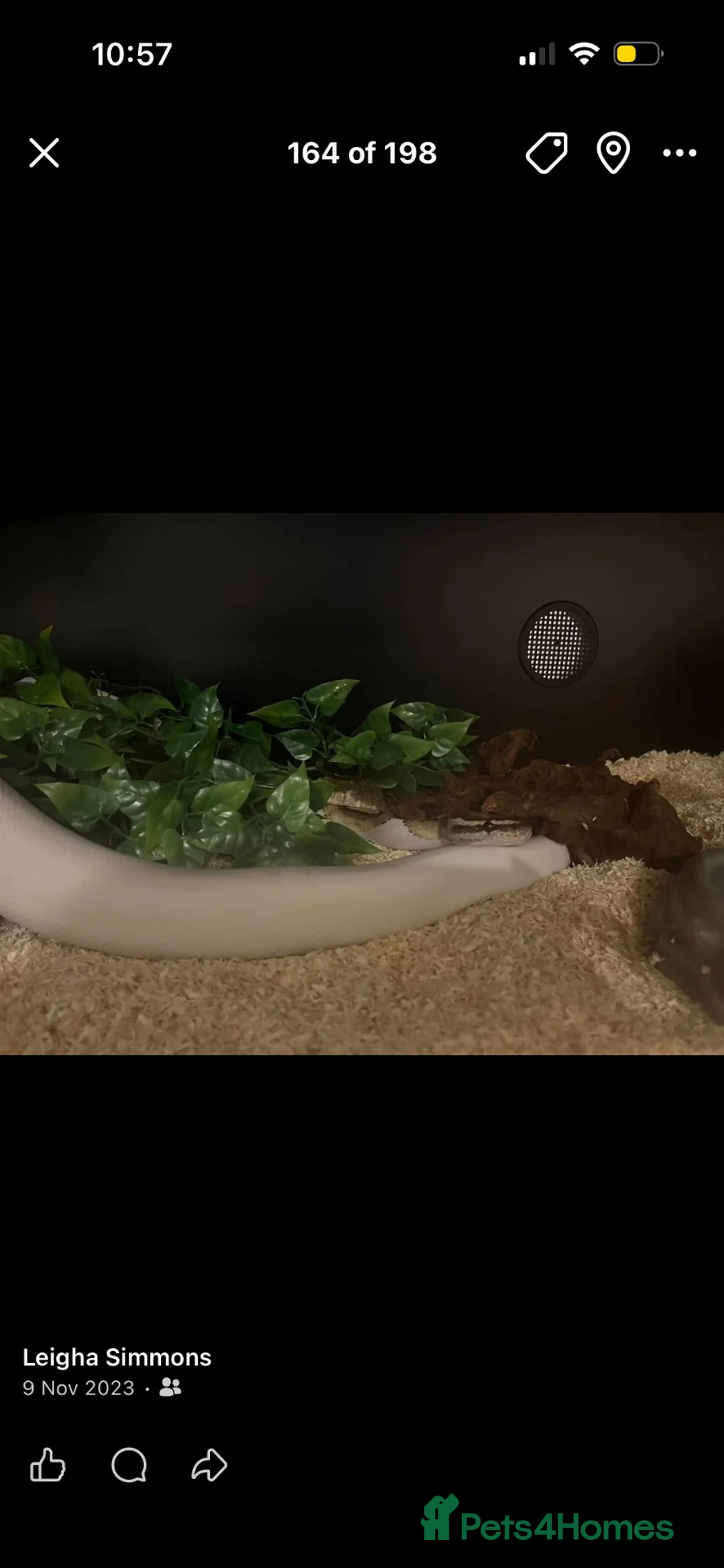 Python Snake reptiles for sale: Royal Python  - Advert 2