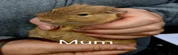 Degus rodents for sale: EXOTIC BABY DEGUS in pairs - Advert 5