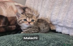 British Shorthair cats for sale: Beautiful British shorthair kittens - Image 26
