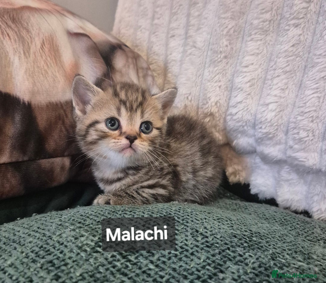 British Shorthair cats for sale: Beautiful British shorthair kittens - Image 26