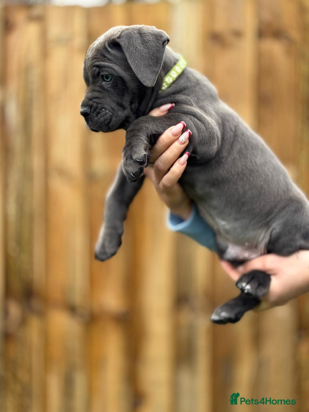 Cane Corso dogs for sale: Balestra Magica Corso IKC/FCI  - Advert 21