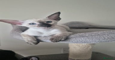 Siamese cats - Advert 3