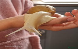 Snails invertebrates for sale: African albino snails (babies) - Image 4