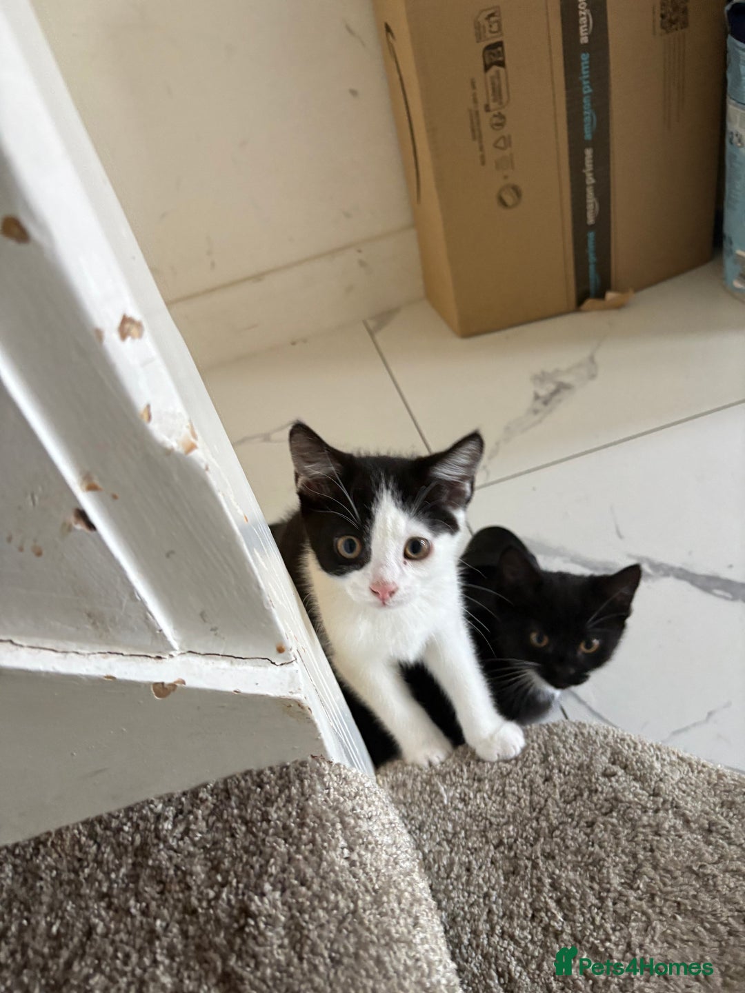 Domestic Shorthair cats for sale: 3 beuatiful Kittens ready for sale - Image 5