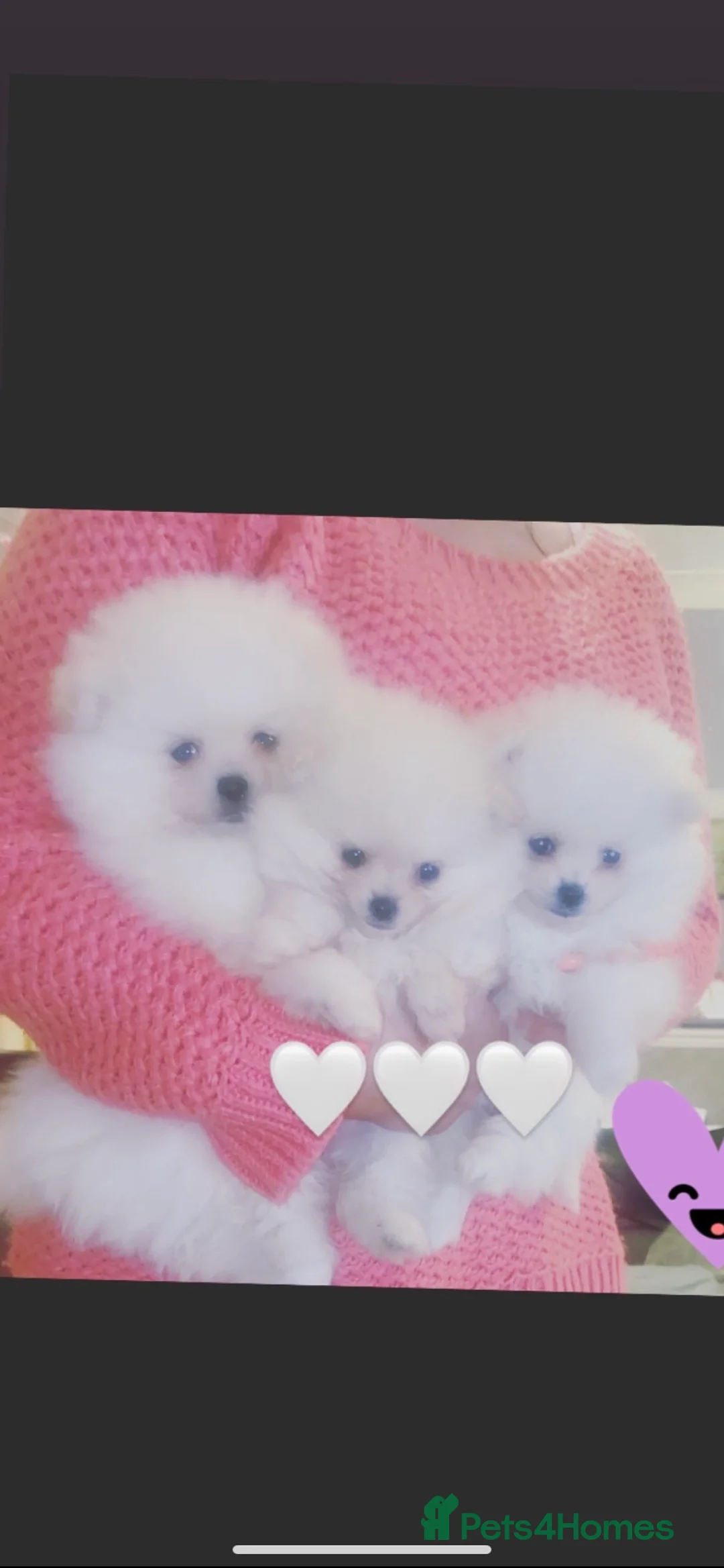 Pomeranian dogs for stud: Chaio Li Ya top champion lines stud dog kc reg in Ferryhill - Advert 12