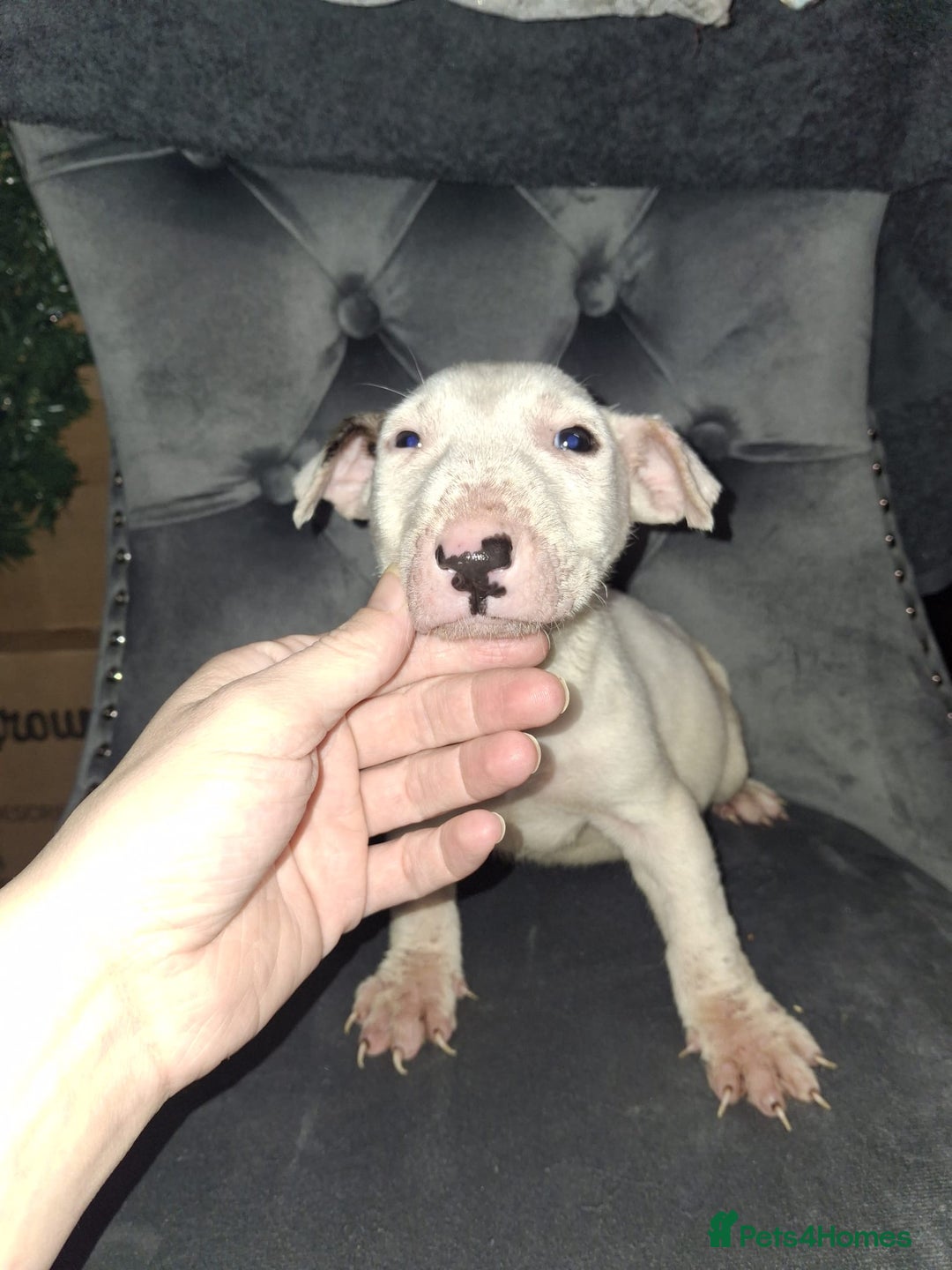 English Bull Terrier dogs for sale: English bull terrier  - Advert 7