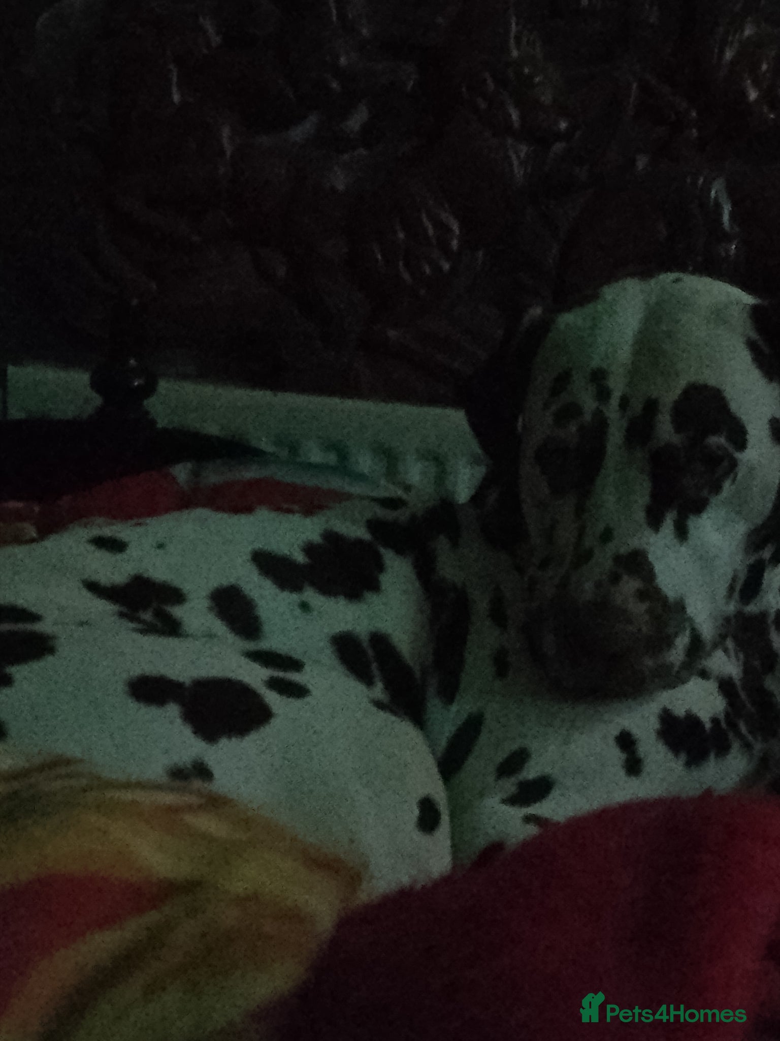 Dalmatian dogs for sale: Wonderful Dalmatians Adults Boys in Skelmersdale - Advert 1