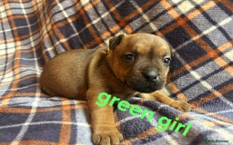 Staffordshire Bull Terrier dogs for sale: Red little one ❤️ - Image 19