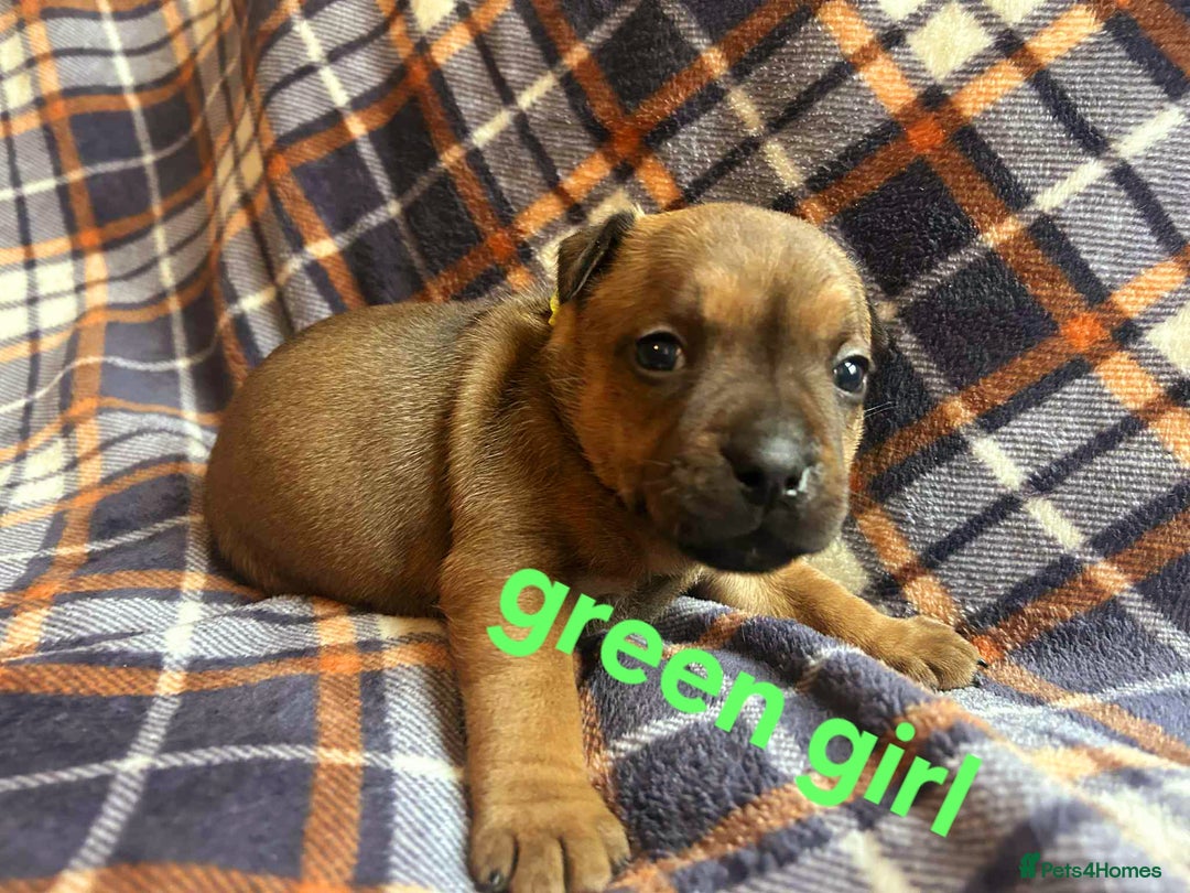 Staffordshire Bull Terrier dogs for sale: Red little one ❤️ - Image 19