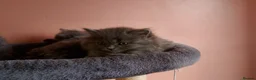 British Longhair cats for sale: BEAUTIFUL BRITISH LONGHAIR KITTENS! - Advert 3