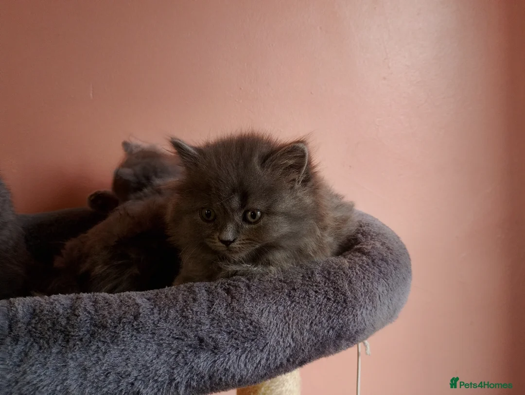 British Longhair cats for sale: BEAUTIFUL BRITISH LONGHAIR KITTENS! - Advert 3