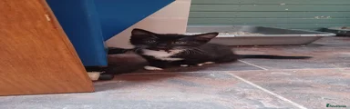 Mixed Breed Kitten 2