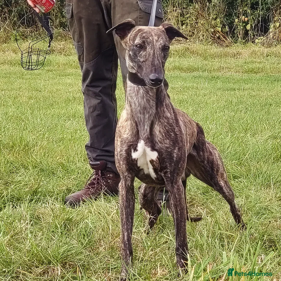Mixed Breed dogs for sale: Lurcher puppies  - Image 18