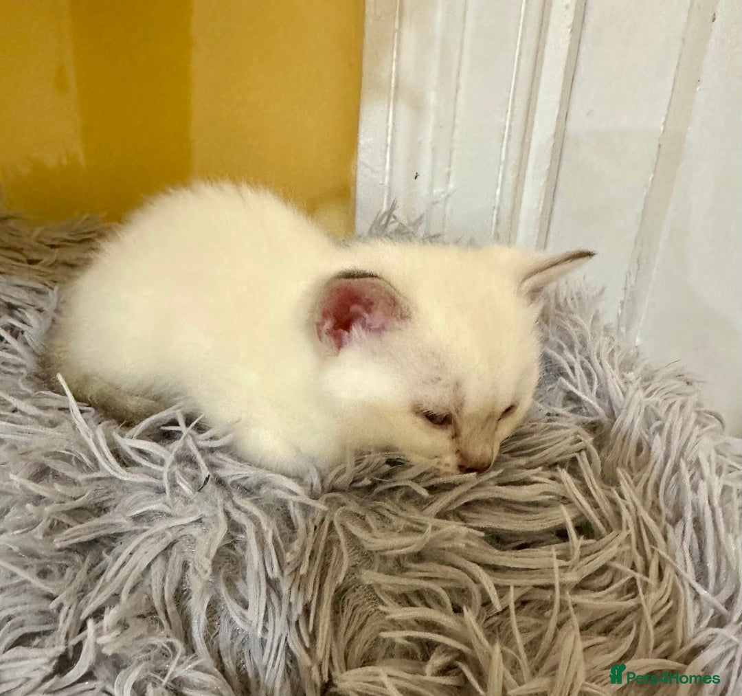 Bengal cats for sale: Stunning GCCF Registered Bengal Kittens  - Advert 14