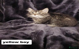 Mixed Breed cats for sale: Beautiful siver tabby kittens  - Image 9