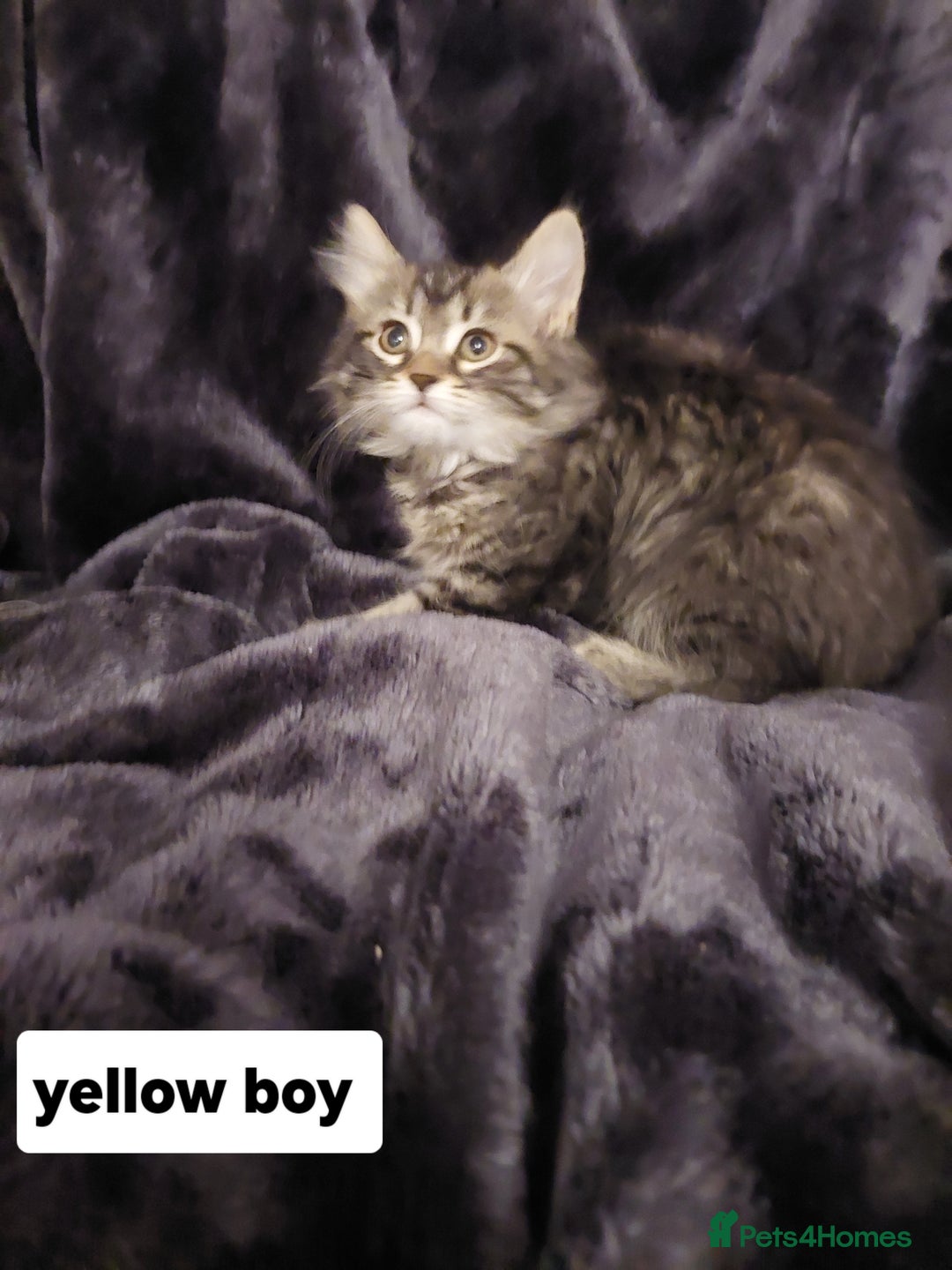 Mixed Breed cats for sale: Beautiful siver tabby kittens  - Image 9