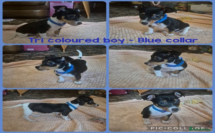 Jack Russell dogs - Advert 2