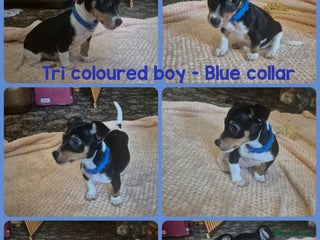 Jack Russell dogs - Advert 12