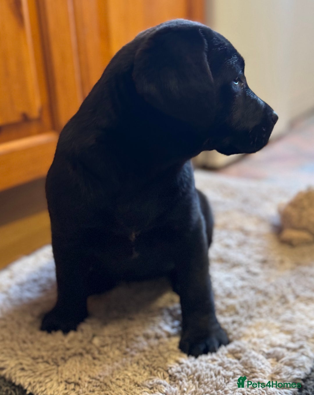 Labrador Retriever dogs for sale: KC *Vet Inspected* Black & Yellow Labrador Pups  - Advert 18