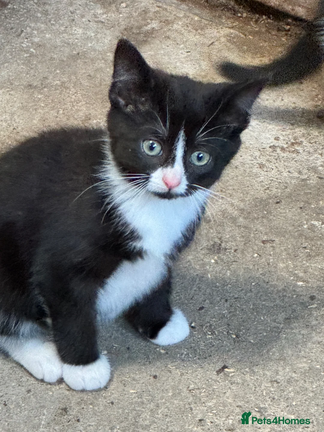 British Shorthair cats for sale: Kittens for sale - Advert 2