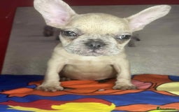 French Bulldog dogs for sale: 🐾 French Bulldog Puppies for Sale - Image 16