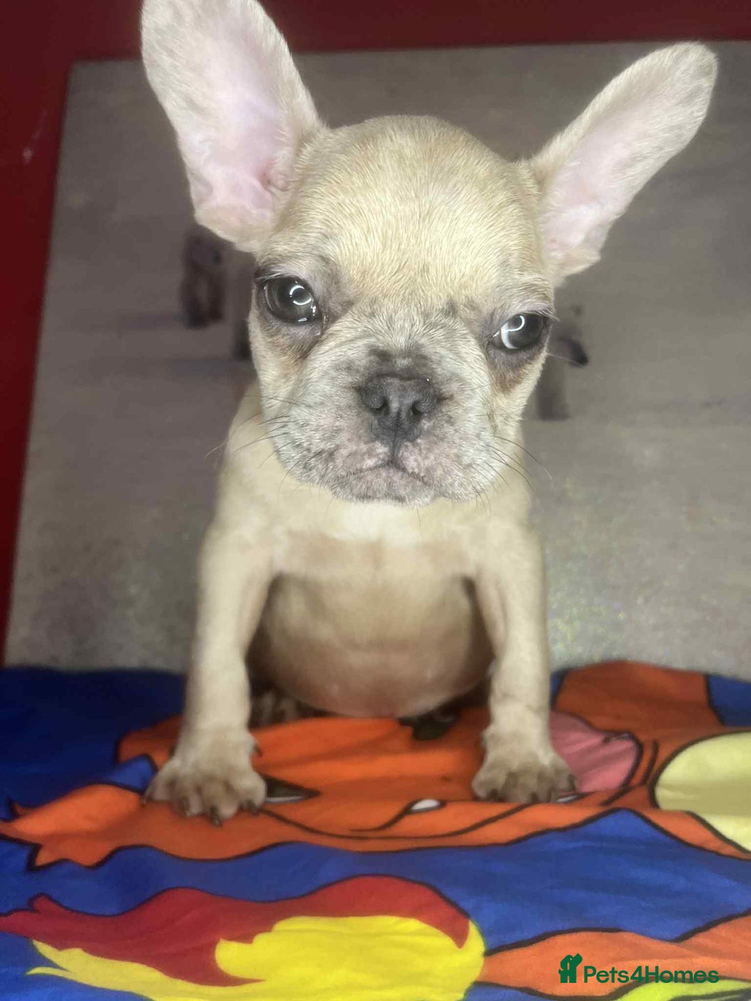 French Bulldog dogs for sale: 🐾 French Bulldog Puppies for Sale - Image 16