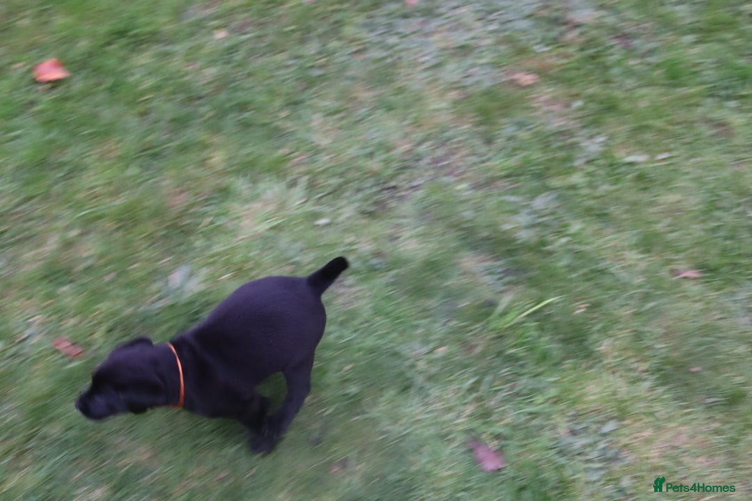 Labrador Retriever dogs for sale: 1 Black Labrador bitch left ready to go now  - Image 18