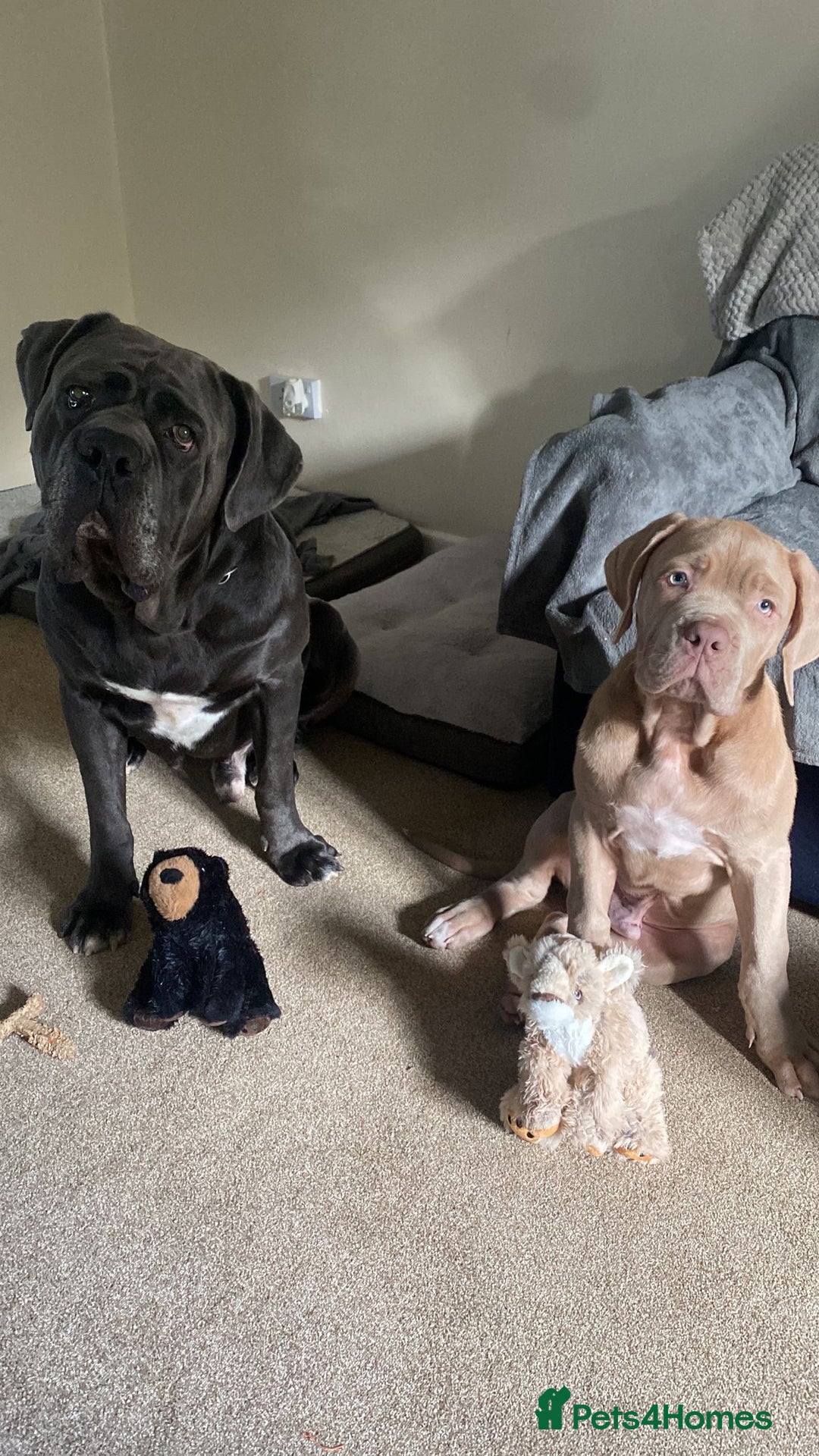 Mastiff dogs for stud: Neapolitan Mastiff cross (Sabre) - Image 5