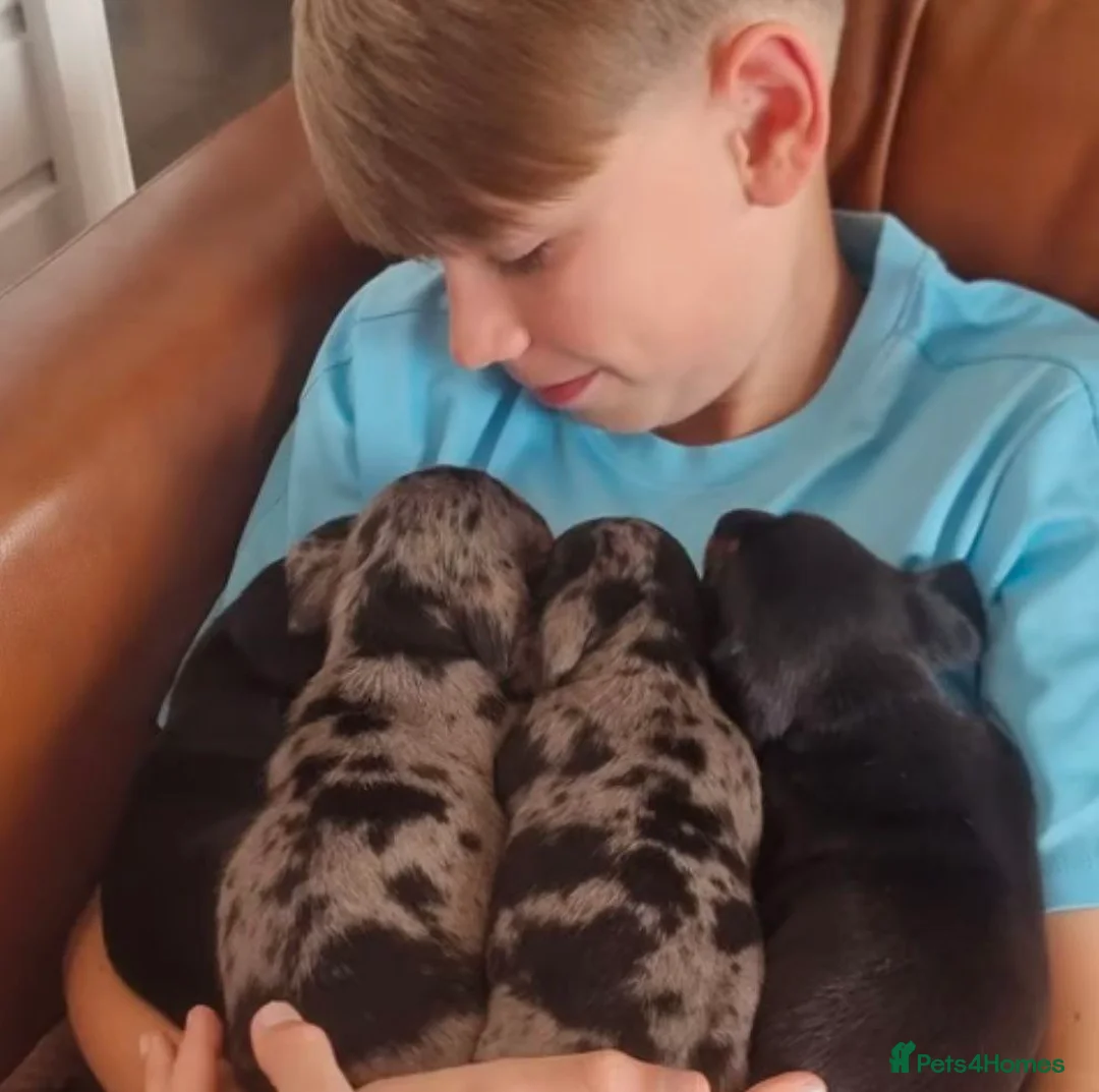 Miniature Dachshund dogs for sale: 4 miniature Dachshund Puppies - Advert 10