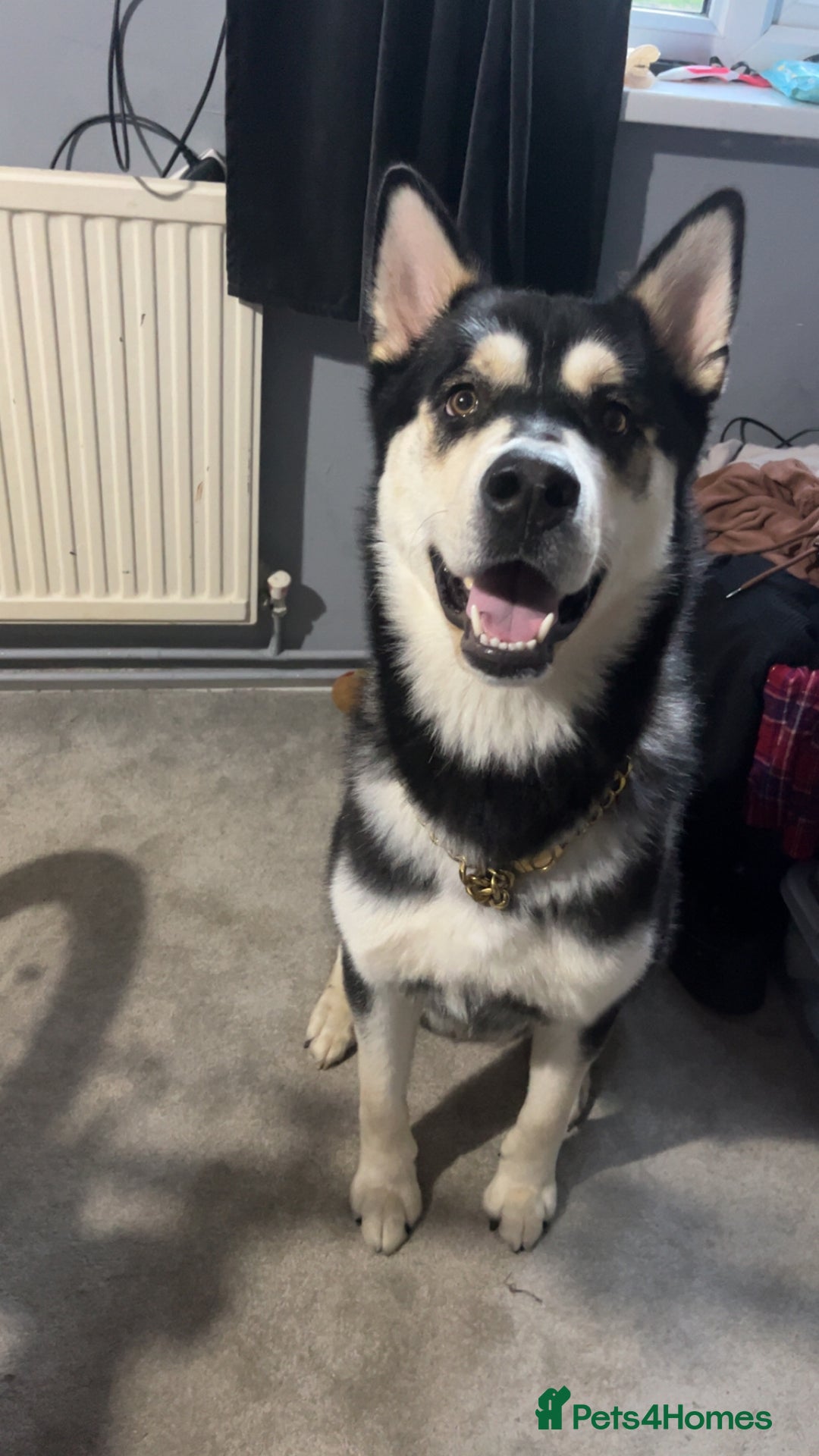 Mixed Breed dogs for sale: Dog for sale in Reading - Advert 3