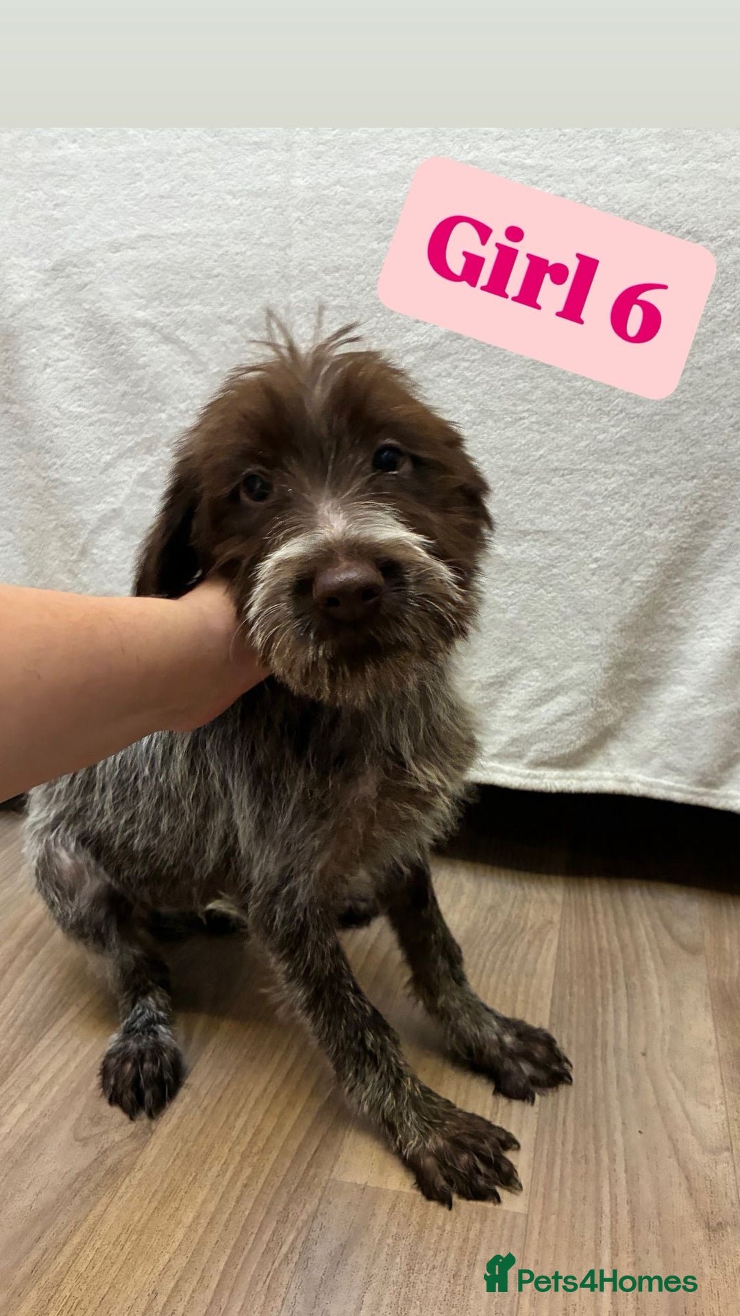 German Wirehaired Pointer dogs for sale: German wire hair pointers for sale - Advert 34