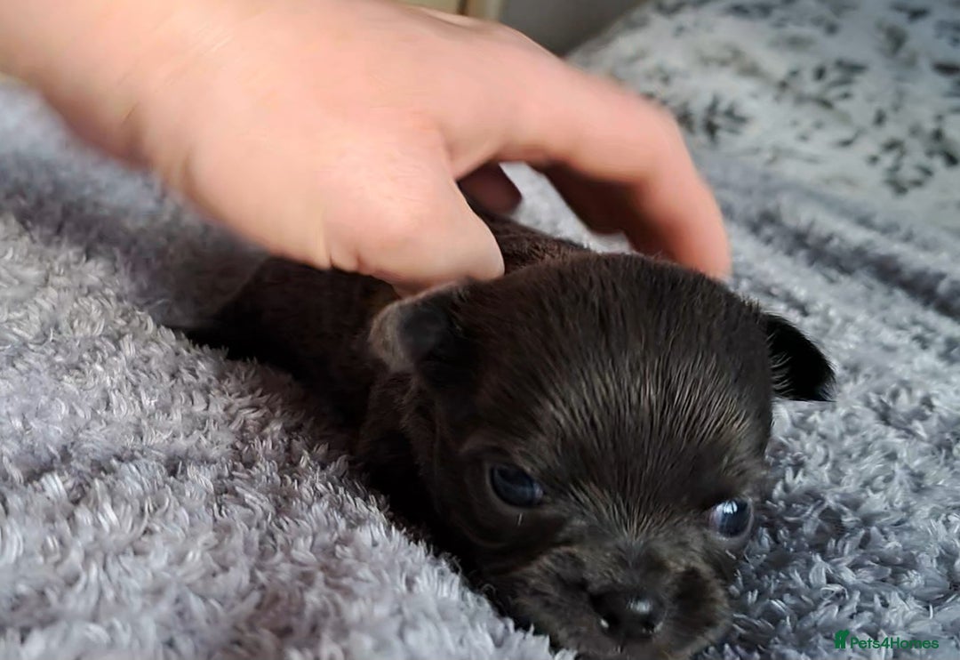 Chihuahua dogs for sale: Long Coat Chihuahua Puppies for Sale - Advert 7