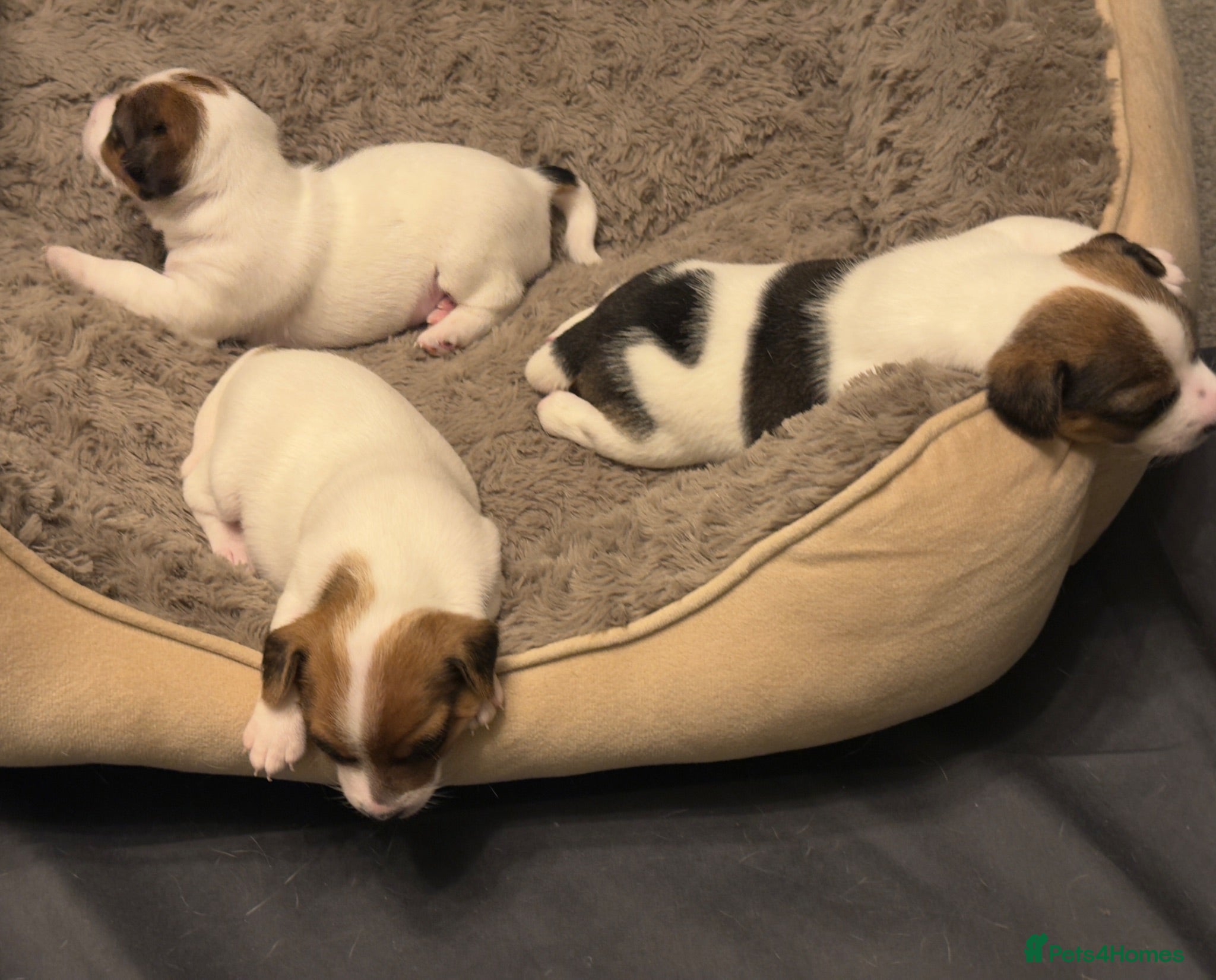 Jack Russell dogs Beautiful Pure-Bred Jack Russell Terrier Puppies - Advert 5