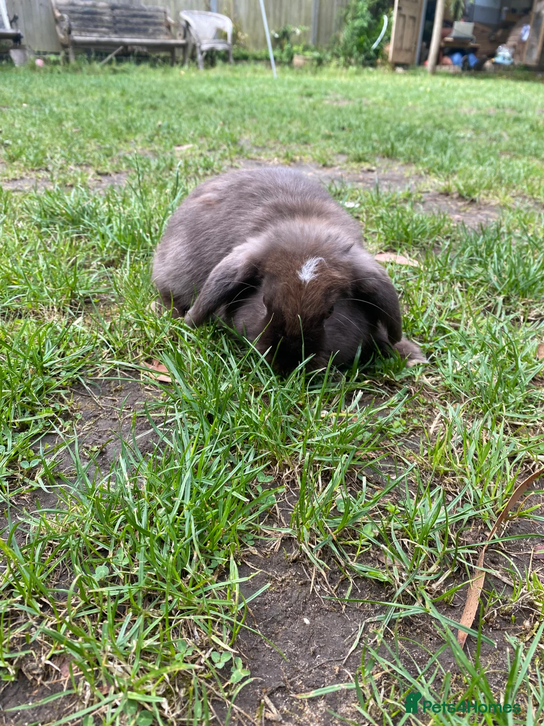 Mini Lop rabbits for sale: ONE LEFT Friendly 100% Pure Bred family Mini Lops  - Advert 4