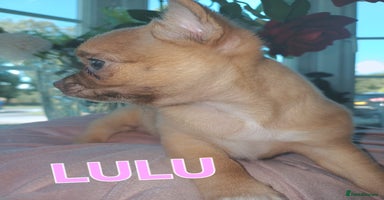Chihuahua dogs - Advert 11