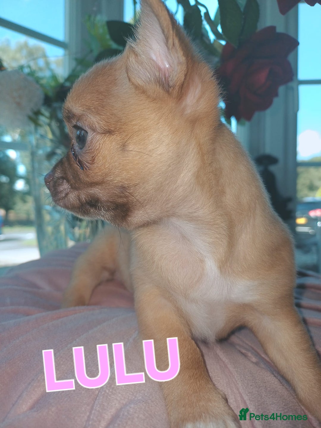 Chihuahua dogs for sale: Chihuahua pups stunning - Image 3