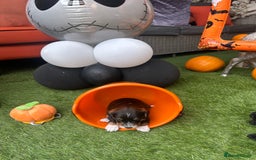 Yorkiepoo dogs for sale: Yorkiepoo Puppys - Image 9