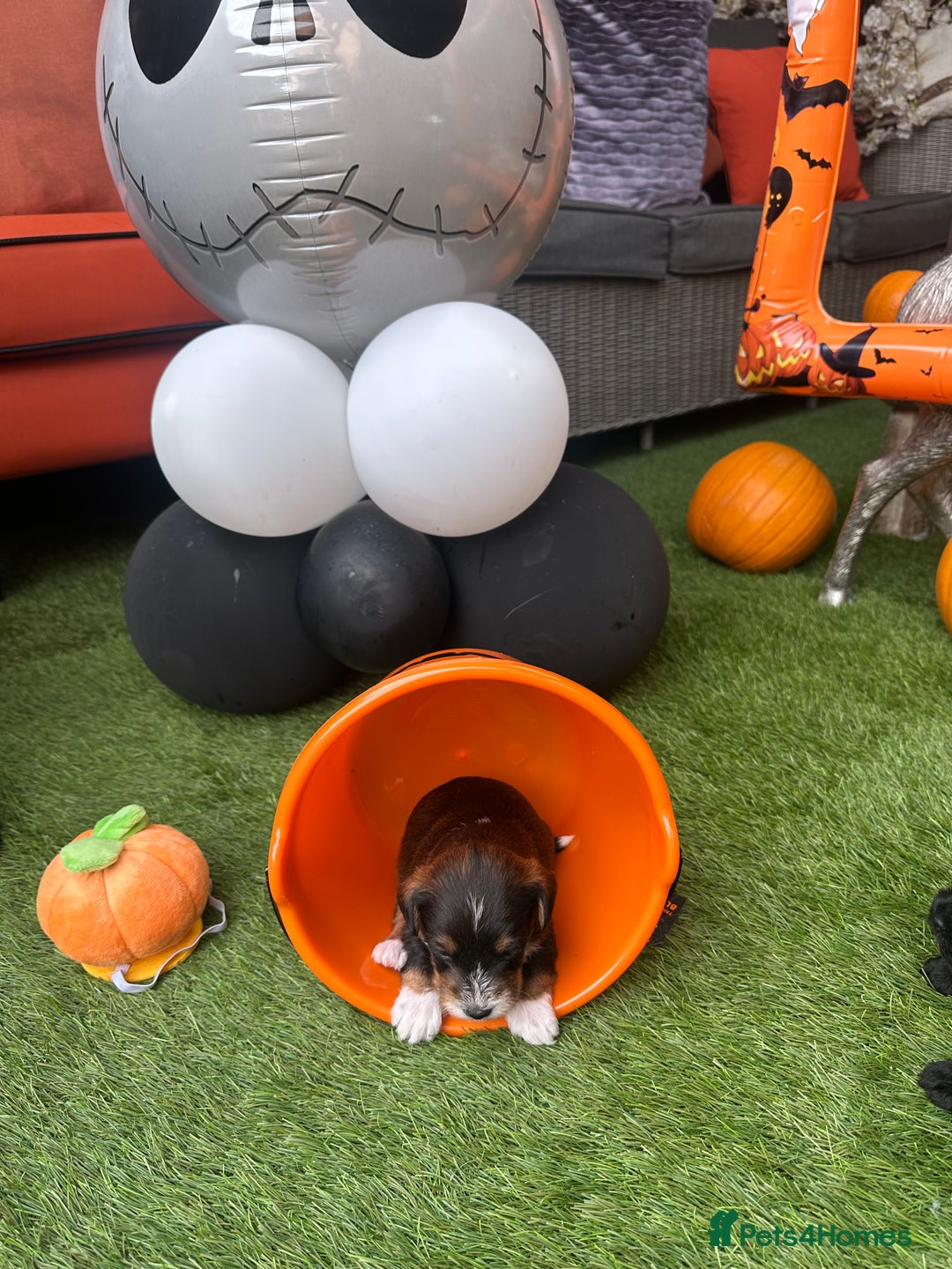 Yorkiepoo dogs for sale: Yorkiepoo Puppys - Image 9