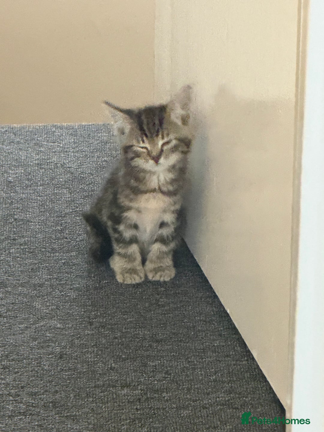 Mixed Breed cats for sale: Two gorgeous tabby sibling kittens  - Advert 4