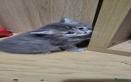 Siberian cats for sale: 9 beautiful Siberian kittens  - Image 10