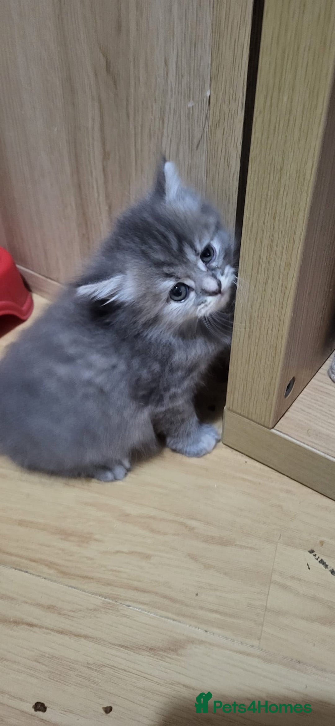 Siberian cats for sale: 9 beautiful Siberian kittens  - Image 10