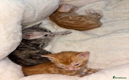 Bengal cats for sale: Unique Bengal Kittens  - Image 12