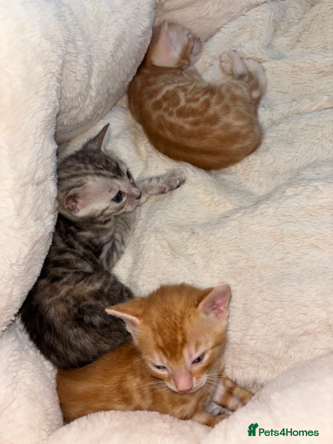 Bengal cats for sale: Unique Bengal Kittens  - Image 12