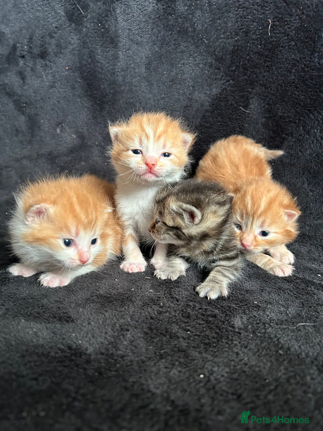 Mixed Breed cats for sale: Adorable Christmas ready kittens 🎅🏼🎄🎁 - Advert 4