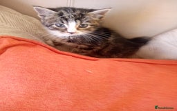 Mixed Breed cats for sale: 6 bonny kittens - Advert 2