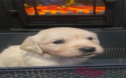 Golden Retriever dogs for sale: Beautiful KC reg Fluffy Golden Retriever Puppies - Image 11