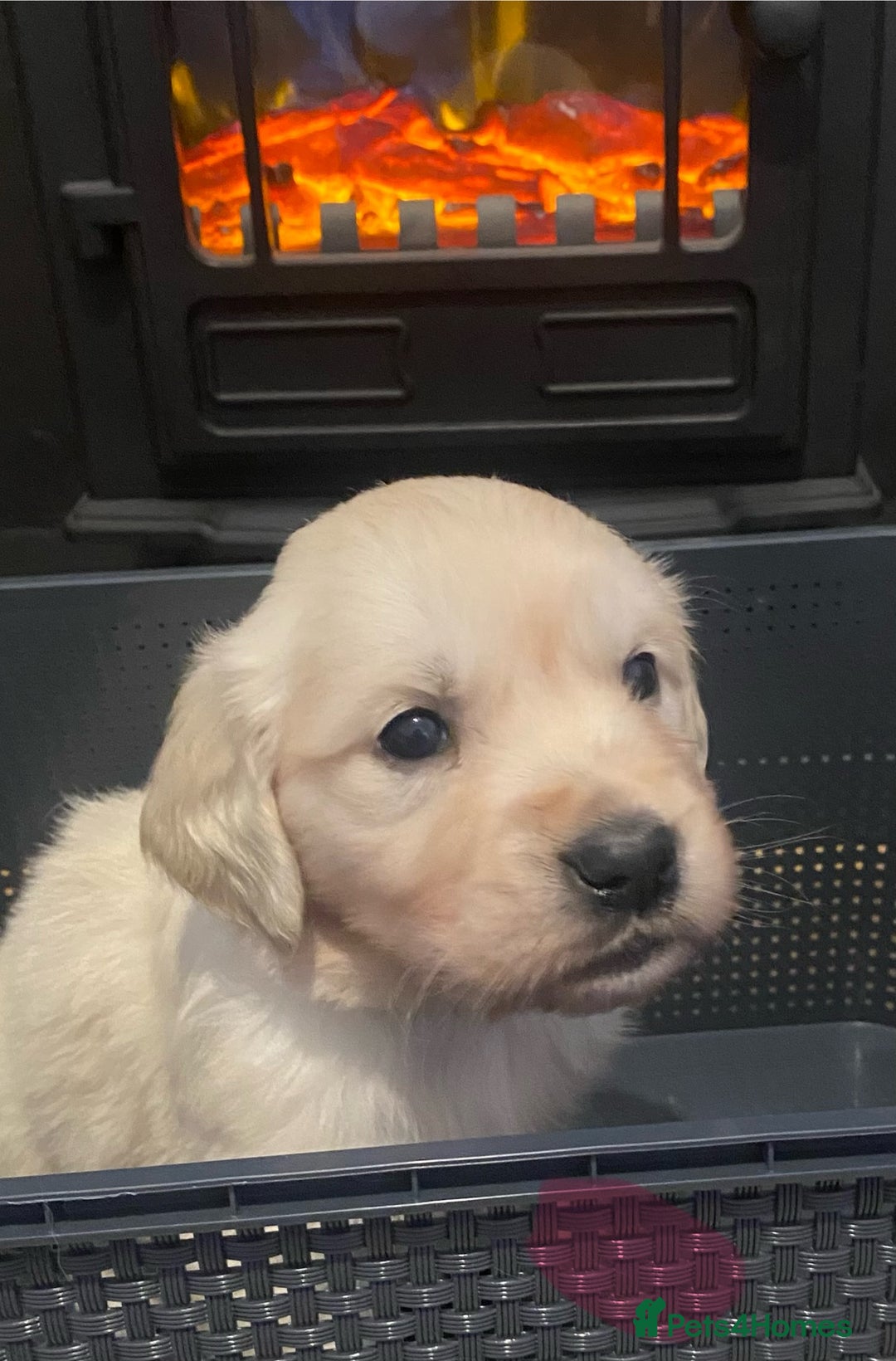 Golden Retriever dogs for sale: Beautiful KC reg Fluffy Golden Retriever Puppies - Image 11
