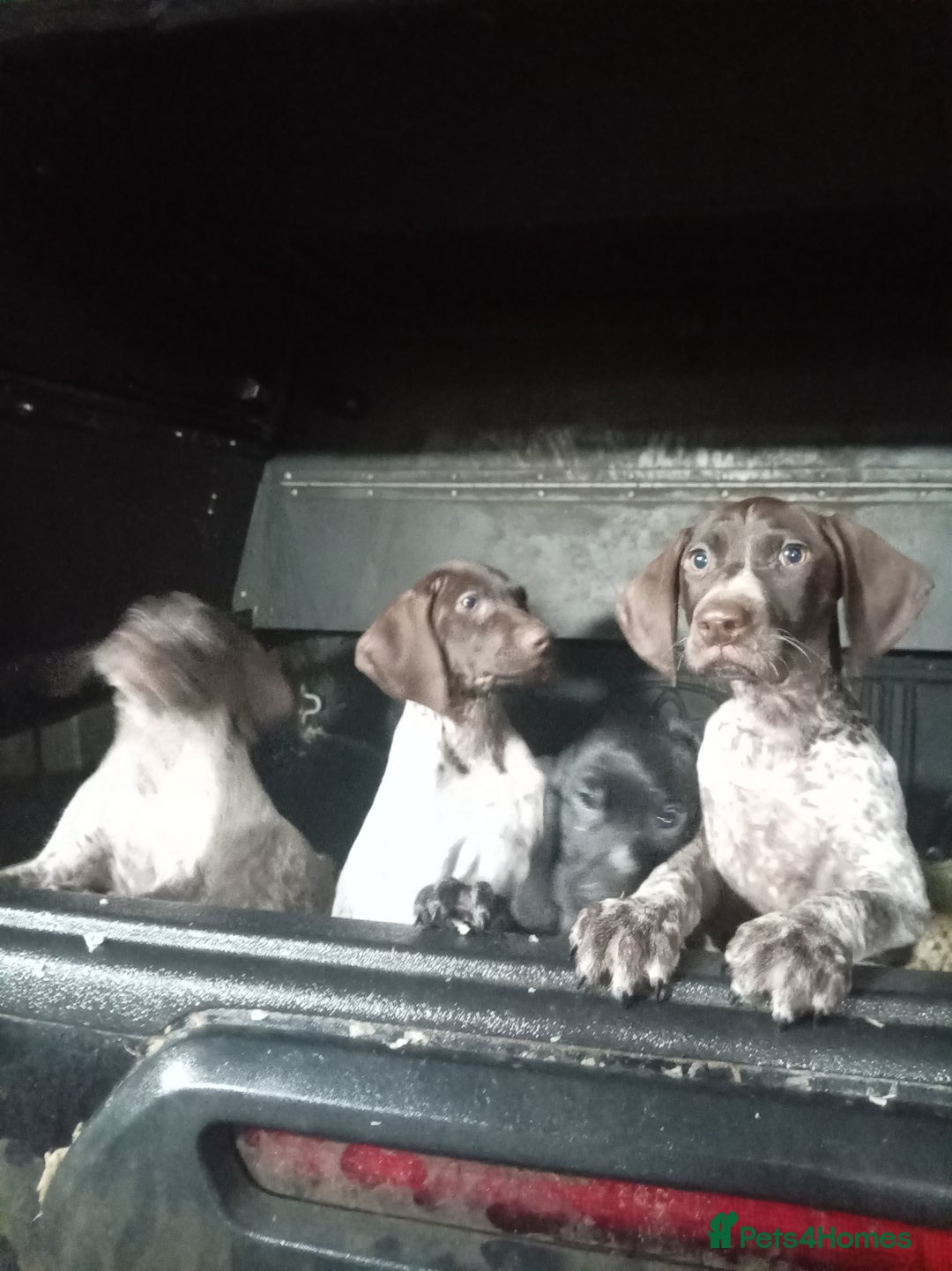 German Shorthaired Pointer dogs for sale: Kc reg beautiful pointers  - Advert 6